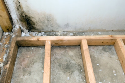 basement mold